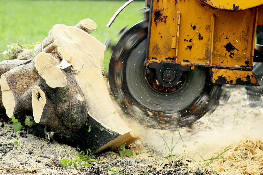 tree stump getting pulverized by mechanical grinding machine