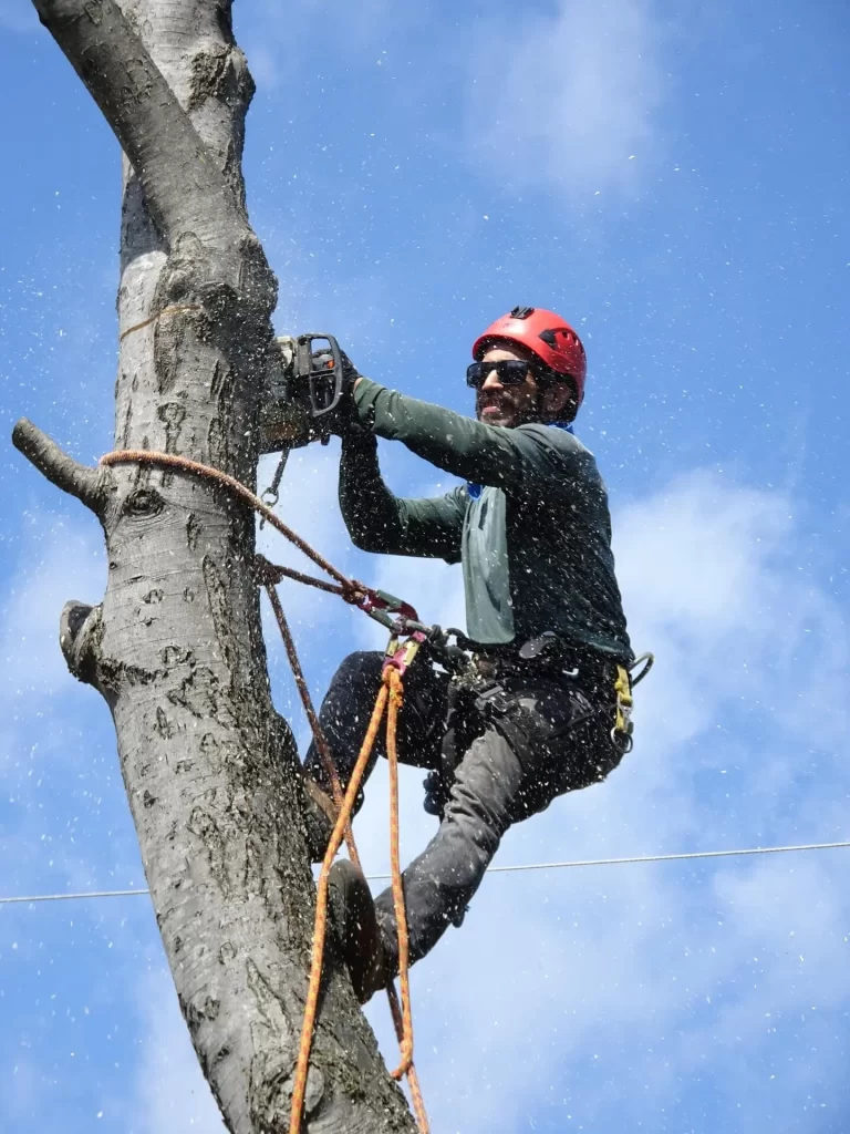 arborist trimming tree branches with red helmet